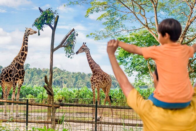 Singapore Zoo - Using the tram to cover the grounds