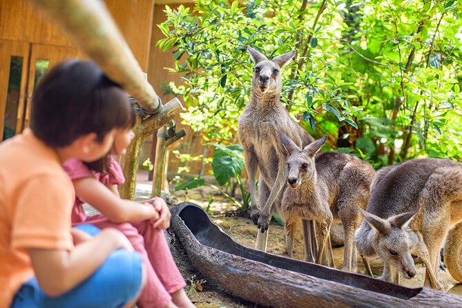 Singapore Zoo Entry Ticket - Jungle dining and the orangutan breakfast