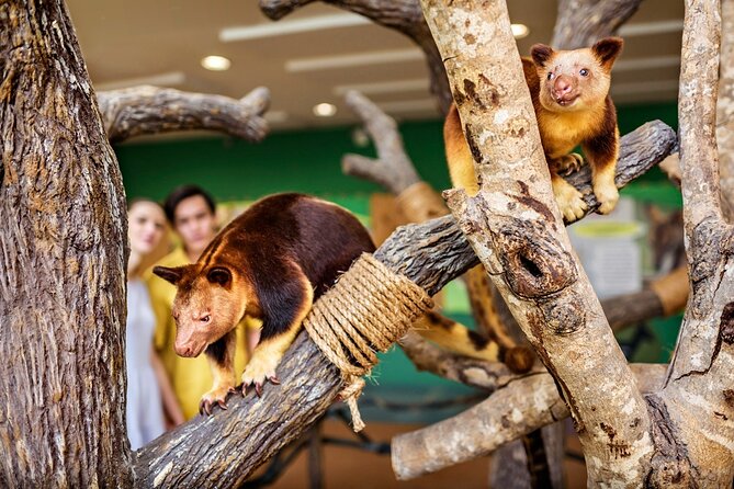 Singapore Zoo Entry Ticket - The heat, walking, and what to pack