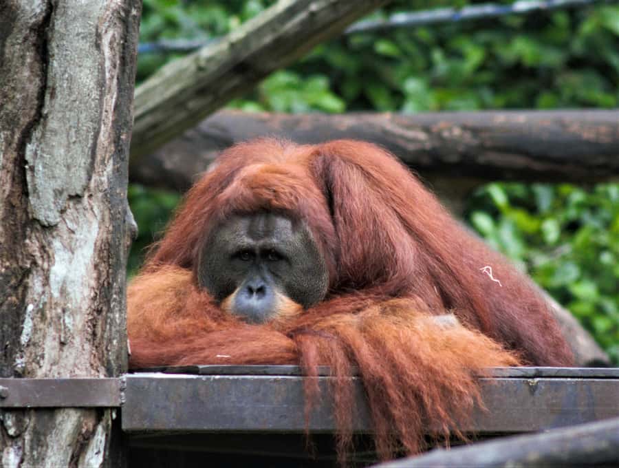 Singapore: Zoo & Night Safari Combos with Hotel Pick & Drop - Singapore Zoo begins the day with open habitats