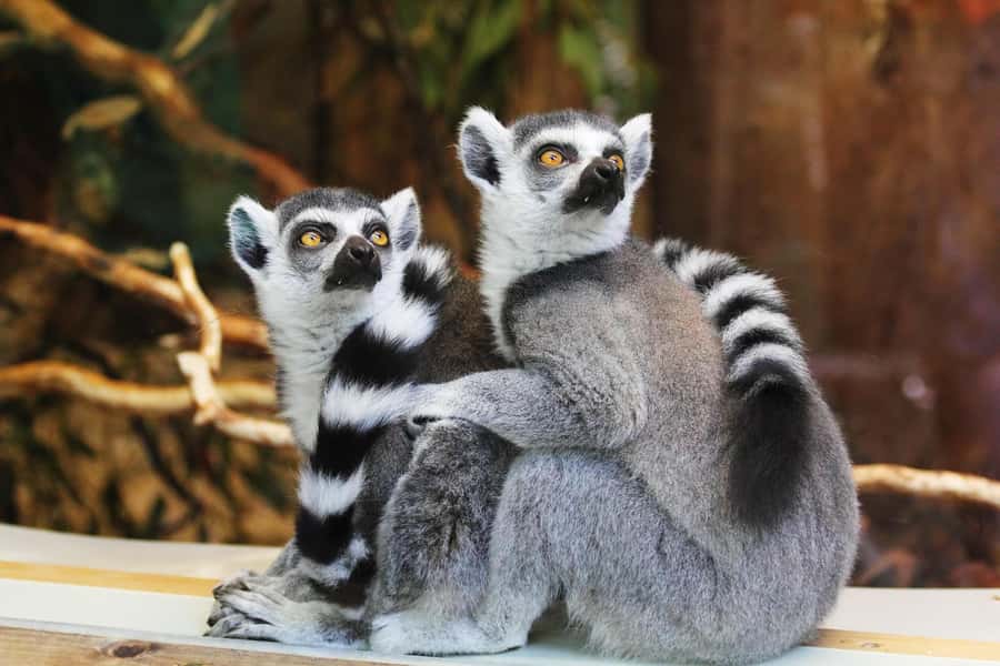 Singapore: Zoo & Night Safari Combos with Hotel Pick & Drop - Wild Africa, Fragile Forest, and Australasia