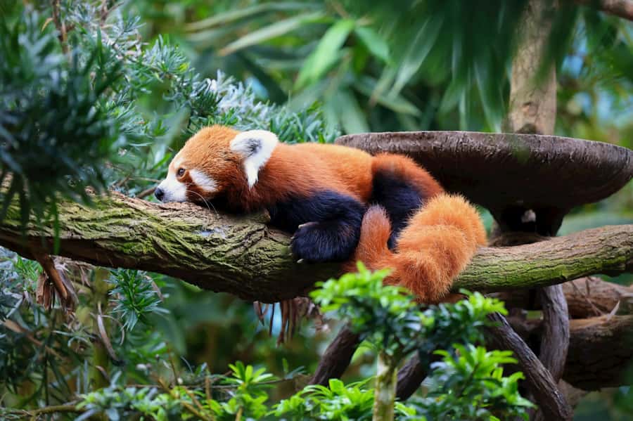 Singapore: Zoo & Night Safari Combos with Hotel Pick & Drop - The attraction combinations need careful checking