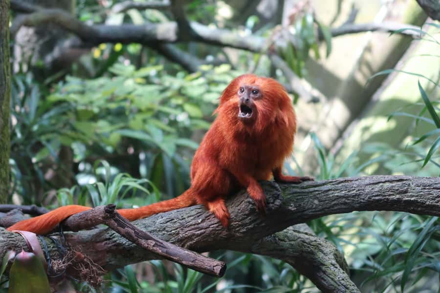 Singapore: Zoo & Night Safari Combos with Hotel Pick & Drop - Bird Paradise offers a separate aviary experience