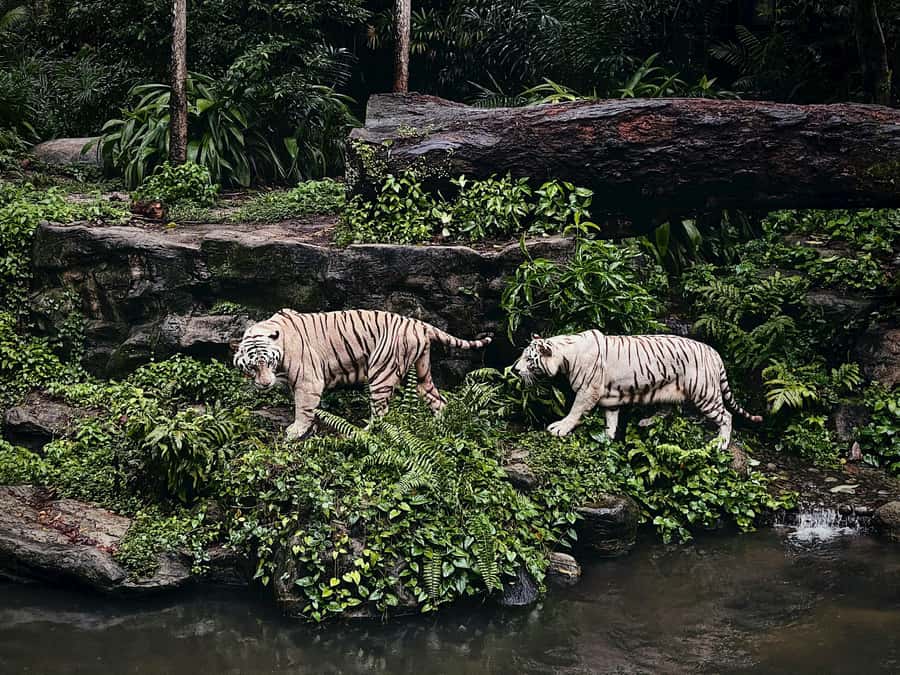 Singapore: Zoo & Night Safari Combos with Hotel Pick & Drop - Night Safari changes the pace after sunset