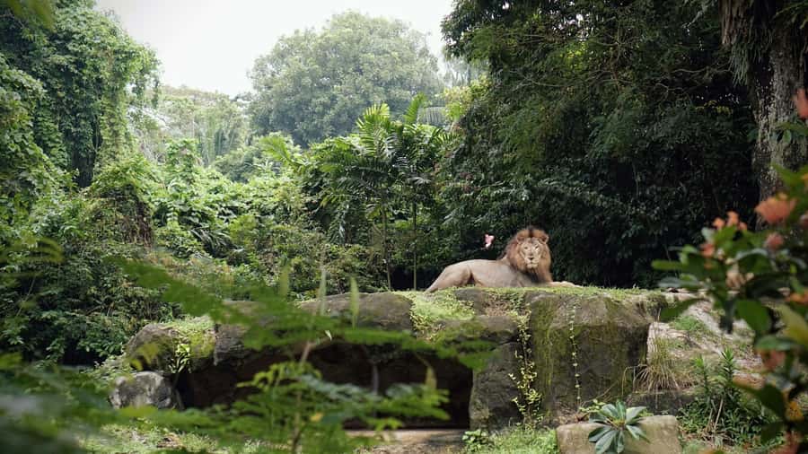 Singapore: Zoo & Night Safari Combos with Hotel Pick & Drop - Private transport is the main convenience