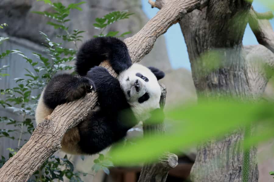 Singapore: Zoo & Night Safari Combos with Hotel Pick & Drop - Is $198 per person fair value?