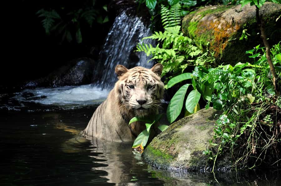 Singapore: Zoo & Night Safari Combos with Hotel Pick & Drop - Animal presentations add structure to your zoo visit