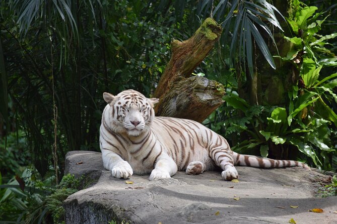 Singapore Zoo & Night Safari Day ( Tickets & Transfer ) - Moving from daylight to Night Safari