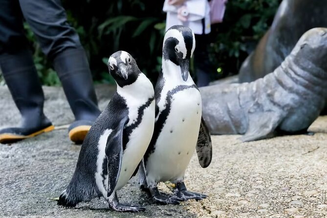 Singapore Zoo with Tram Ride Experience for Tourist - Getting there and handling the booking