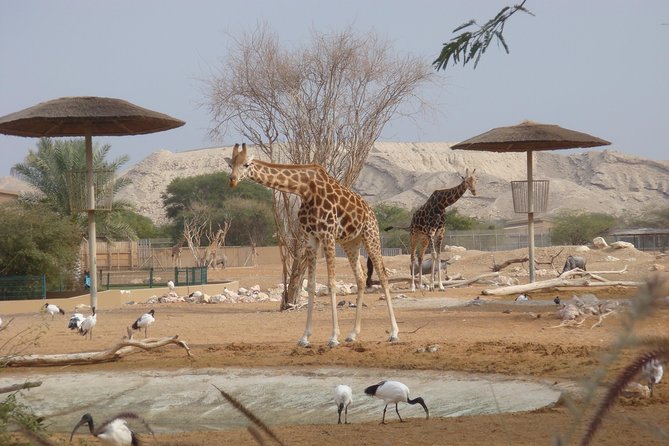 Skip the Line: Al Ain Zoo & Entry Ticket to Al Ain Wildlife Park & Resort - First stop: the main zoo and its regional animals