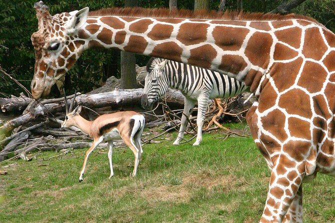 Skip the Line: Daily Admission at Woodland Park Zoo Ticket - Entering Woodland Park Zoo with a Mobile Ticket