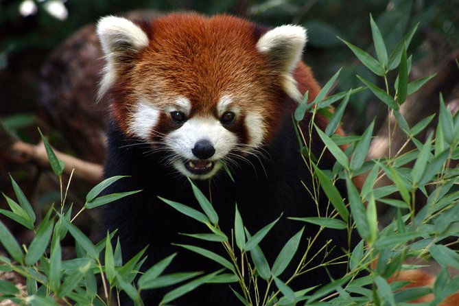 Skip the Line: Daily Admission at Woodland Park Zoo Ticket - Big Animals and the Habitats Worth Prioritizing