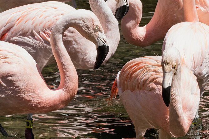 Skip the Line: Daily Admission at Woodland Park Zoo Ticket - Weather, Animal Activity, and the Risk of a Quiet Day