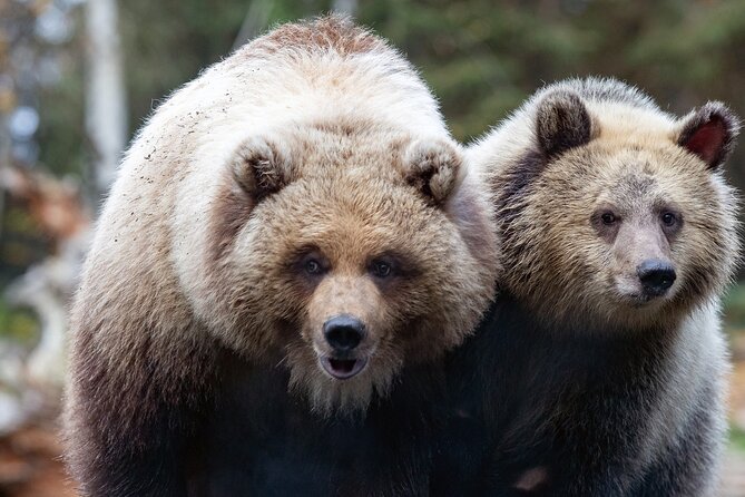 Skip the Line: Daily Admission at Woodland Park Zoo Ticket - Penguins, Otters, Butterflies, and Smaller Encounters