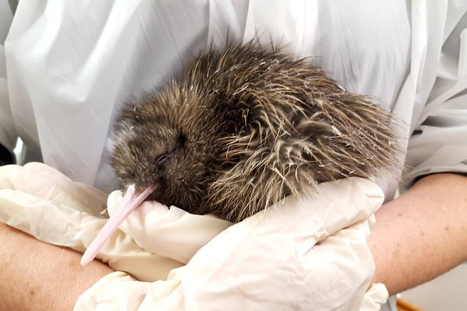 Skip the Line: Franz Josef Wildlife Center Ticket with Optional Backstage Pass - Why the kiwi encounter matters