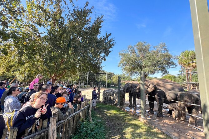 Skip The Line Houston Zoo Admission Ticket - African savanna habitats with giraffes and lions