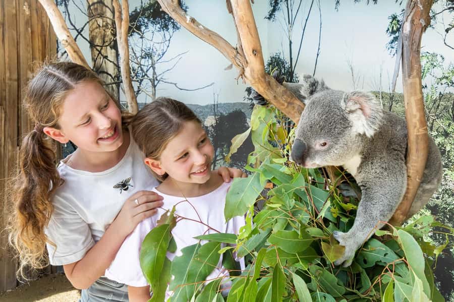 Small Group: Zoo, Blue Mountains, Scenic World Mandarin Tour - Why this Blue Mountains day works well