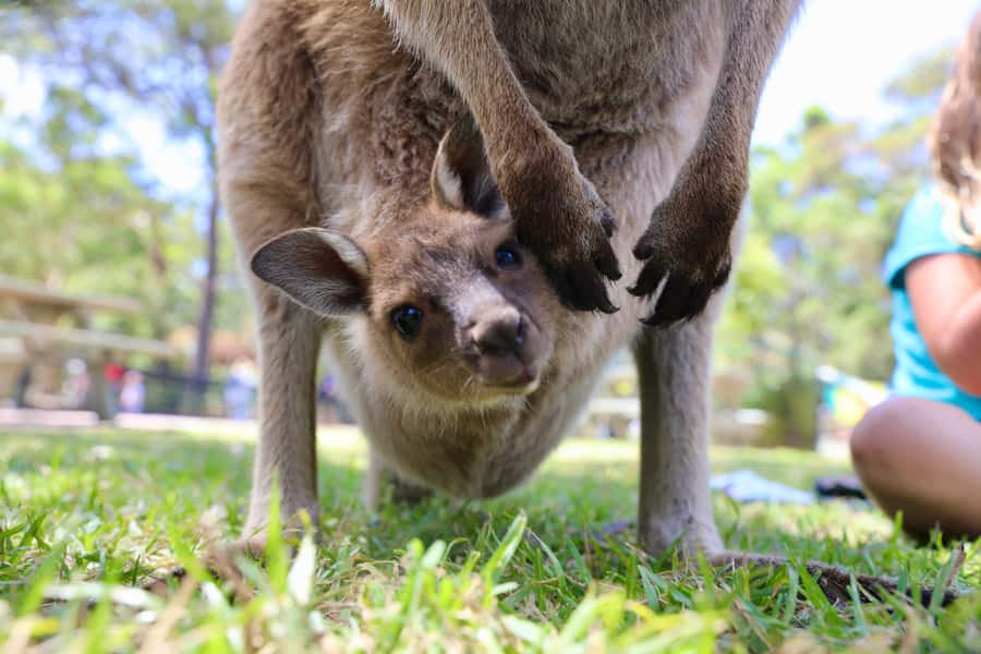 Somersby: Australian Reptile Park Day Pass - 9am to 5pm - Why the Australian Reptile Park Makes a Good Day Trip