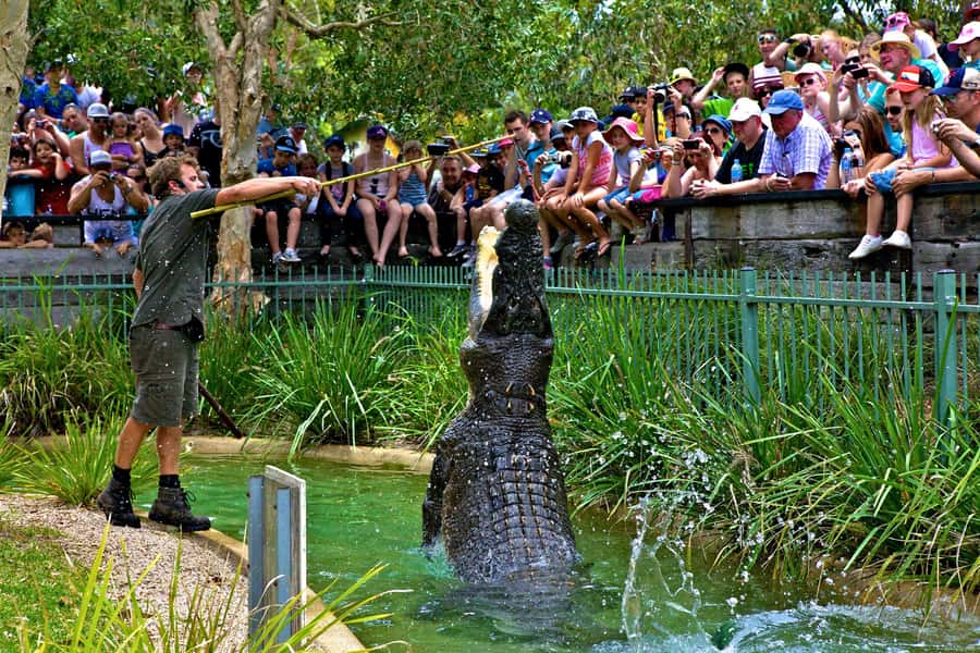 Somersby: Australian Reptile Park Day Pass - 9am to 5pm - Feed Kangaroos in the Main Park Area