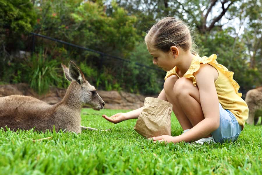 Somersby: Australian Reptile Park Day Pass - 9am to 5pm - How to Plan Your Day From 9 AM to 5 PM