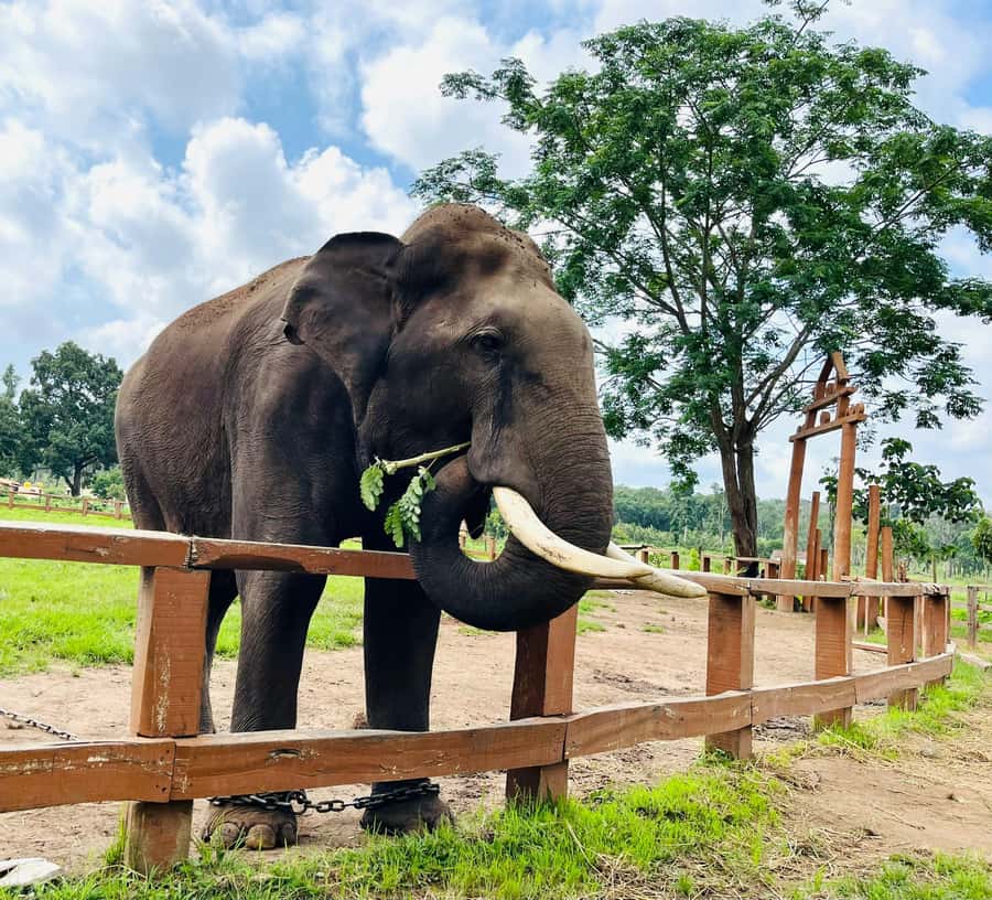 South Africa from Joburg: Elephant Sanctuary Half Day Tour - Key points to know before you book