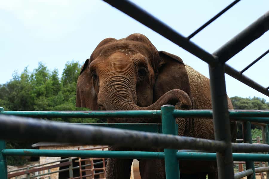 South Africa from Joburg: Elephant Sanctuary Half Day Tour - Why the elephant encounter is the main attraction