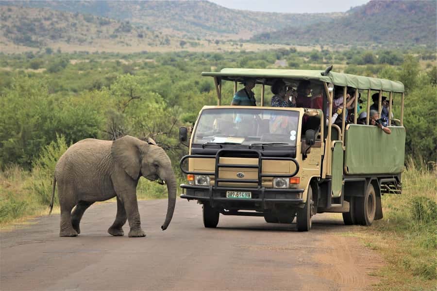 South Africa from Joburg: Elephant Sanctuary Half Day Tour - The one-hour ride from your hotel