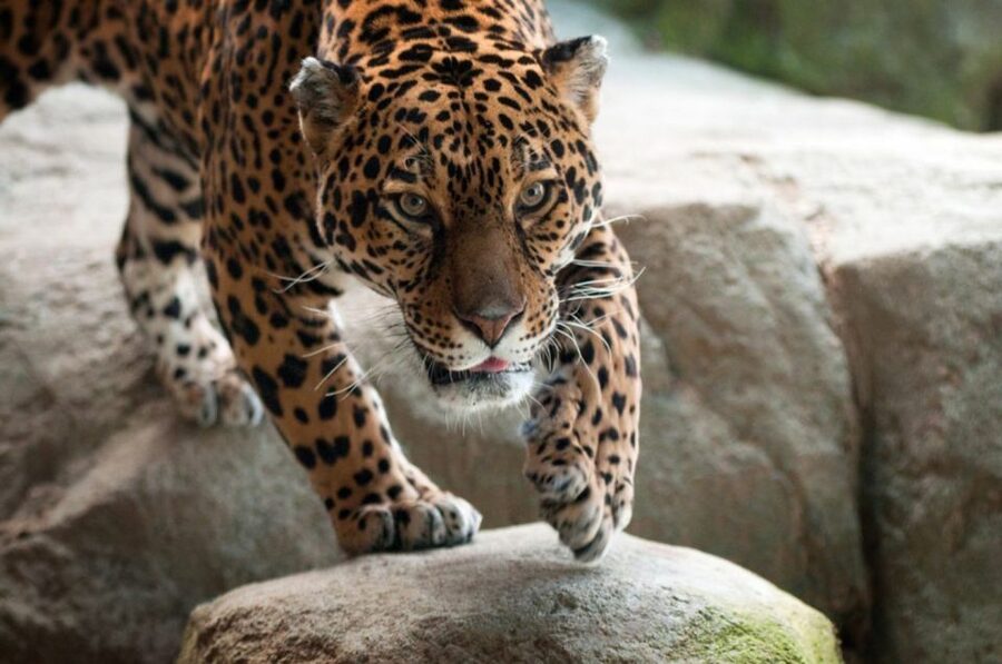 Stoneham, Massachusetts: Stone Zoo Entry Ticket - At a glance