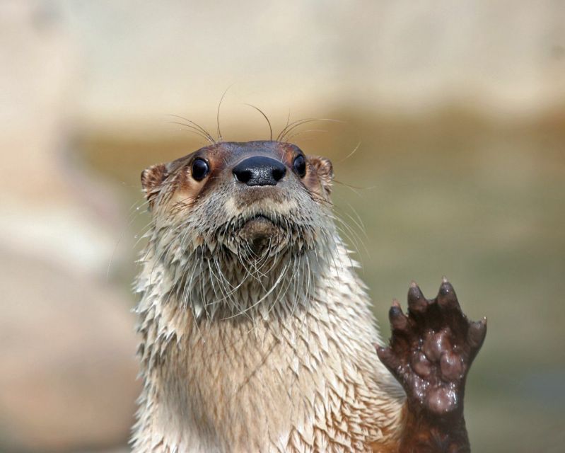 Stoneham, Massachusetts: Stone Zoo Entry Ticket - A relaxed day across Stone Zoo’s 26 acres
