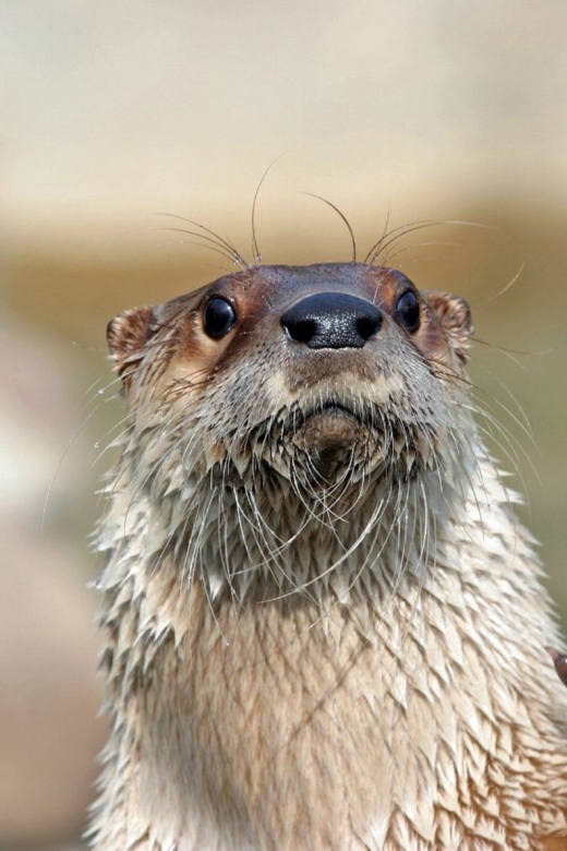 Stoneham, Massachusetts: Stone Zoo Entry Ticket - Yukon Creek: North American wildlife