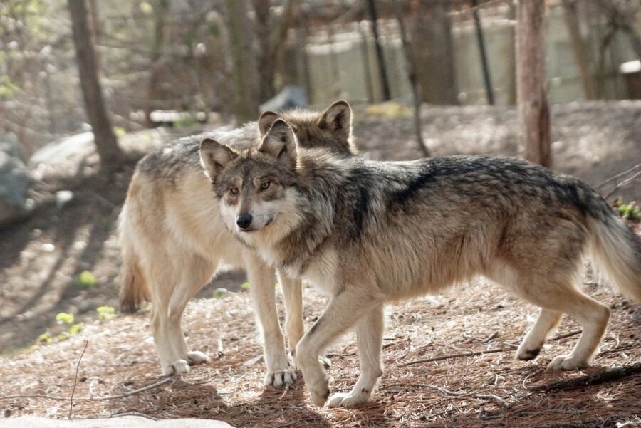Stoneham, Massachusetts: Stone Zoo Entry Ticket - How much time should you allow?