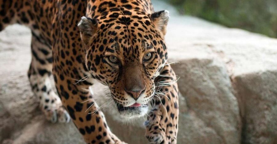 Stoneham, Massachusetts: Stone Zoo Entry Ticket - Himalayan Highlands: snow leopards and markhor