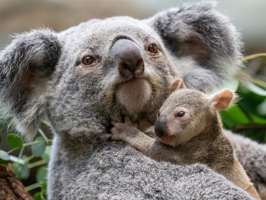 Stuttgart: Wilhelma Zoological-Botanical Garden Ticket - Terra Australis and the rarest animal sightings
