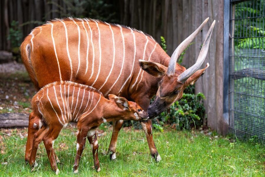 Stuttgart: Wilhelma Zoological-Botanical Garden Ticket - Who will enjoy Wilhelma most