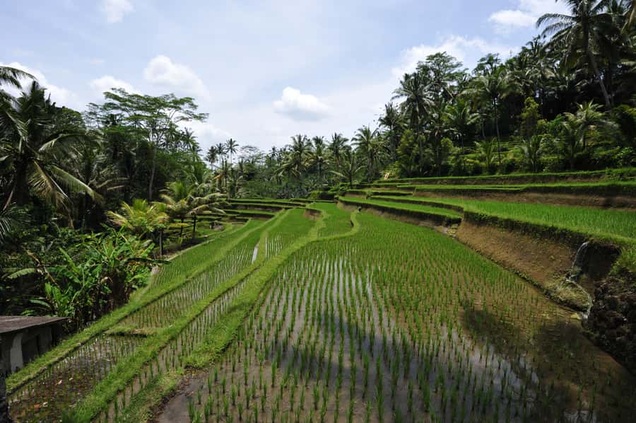 Sunrise Breakfest at kintamani cafe & Ubud private Tour - What the private guide adds