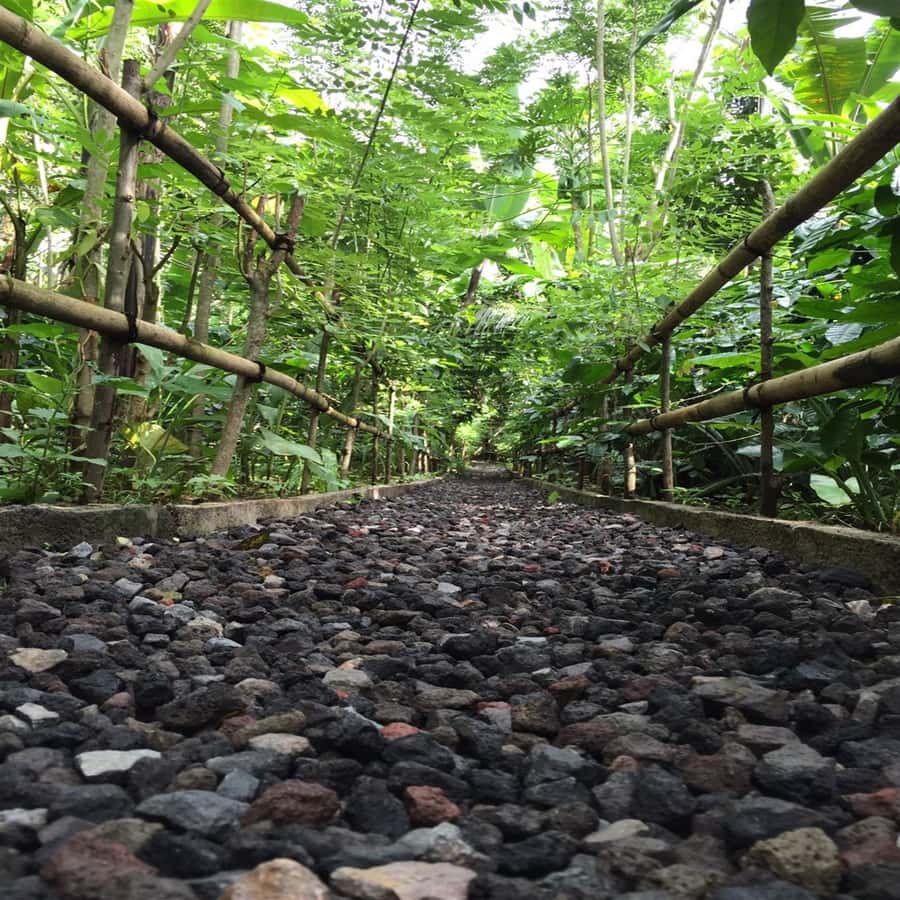 Sunrise Breakfest at kintamani cafe & Ubud private Tour - Is $54 good value for eight hours?