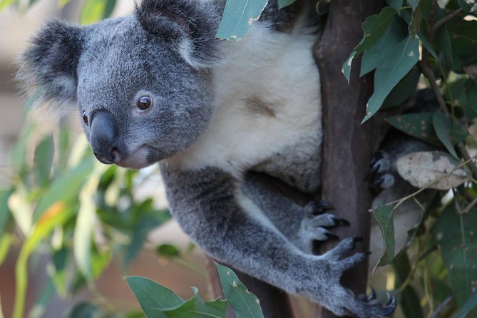 Sydney Attractions Pass: SEA LIFE Aquarium, Sydney Tower Eye, WILD LIFE Zoo and Madame Tussauds - SEA LIFE Sydney Aquarium and its glass tunnels