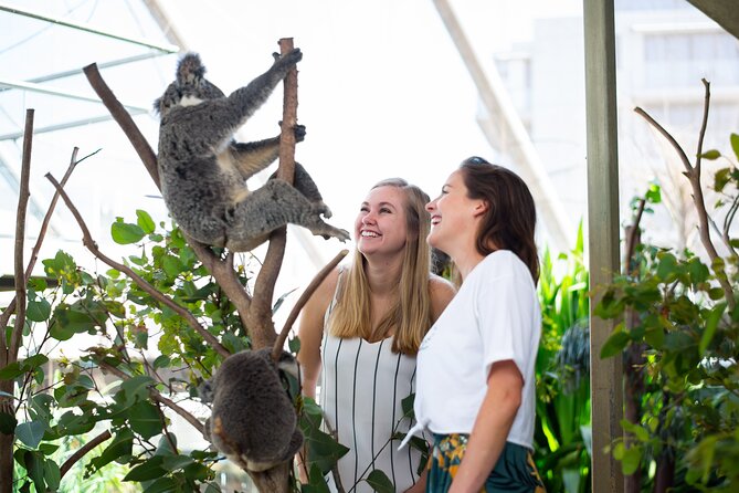 Sydney Attractions Pass: SEA LIFE Aquarium, Sydney Tower Eye, WILD LIFE Zoo and Madame Tussauds - WILD LIFE Sydney Zoo and the Aussie Big Five