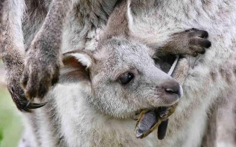 Sydney: Blue Mountains & Featherdale Wildlife Park Day Trip - Why combine Featherdale with the Blue Mountains?