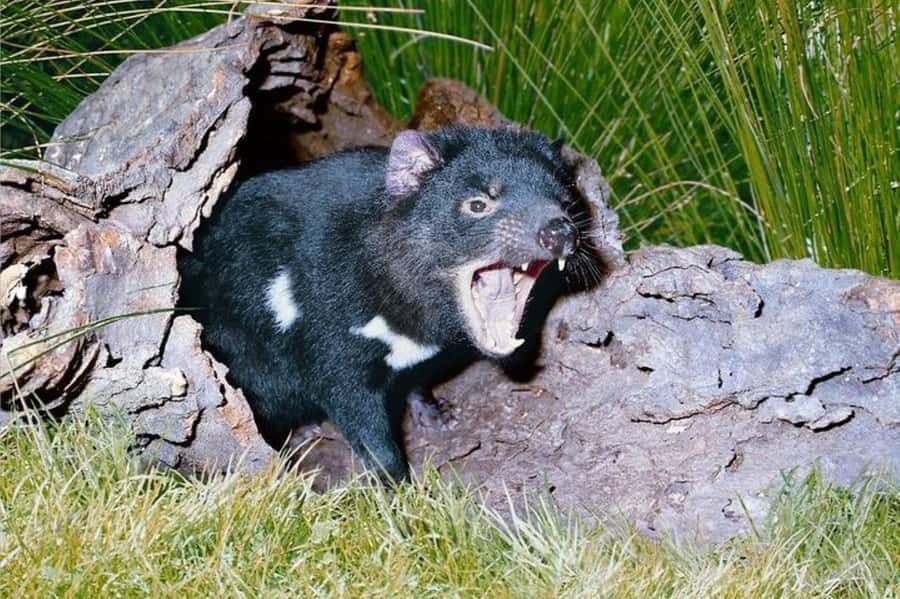 Sydney: Blue Mountains & Featherdale Wildlife Park Day Trip - Leura, lunch, and a change of pace