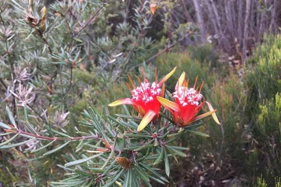Sydney: Blue Mountains & Featherdale Wildlife Park Day Trip - Waterfalls, cascades, and easy walks
