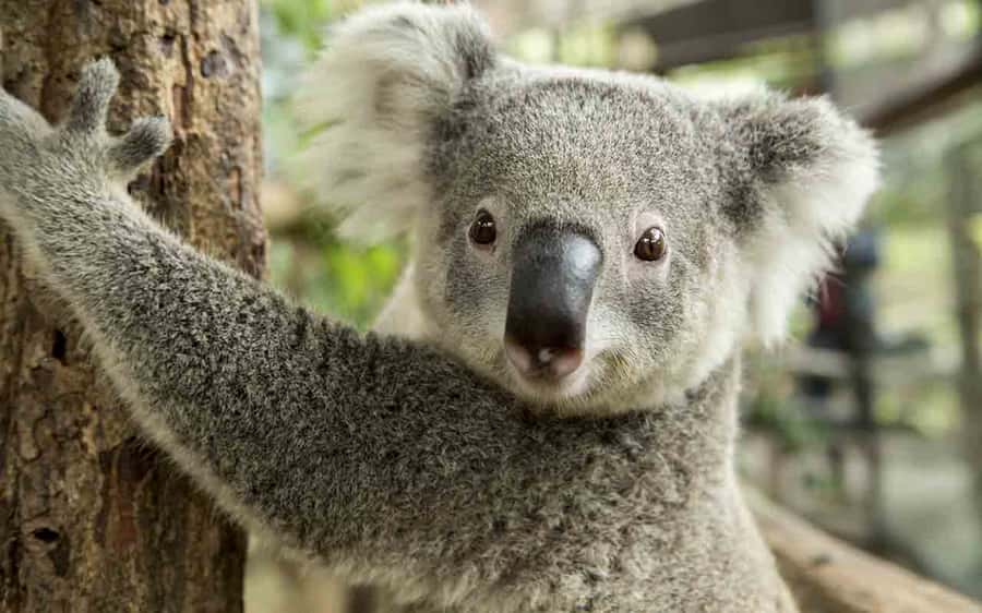 Sydney: Blue Mountains & Featherdale Wildlife Park Day Trip - Timing, fitness, and who should book