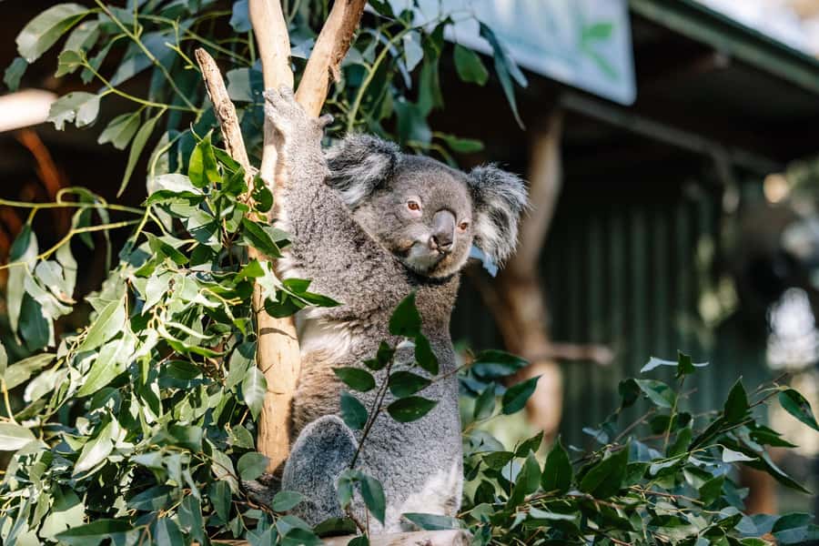 Sydney: Blue Mountains Scenic World, Wildlife Park and Lunch - My verdict: a strong one-day introduction