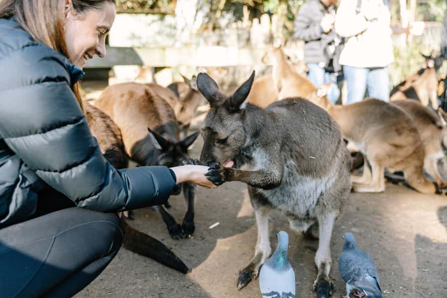 Sydney: Blue Mountains Scenic World, Wildlife Park and Lunch - Featherdale Wildlife Park before the crowds