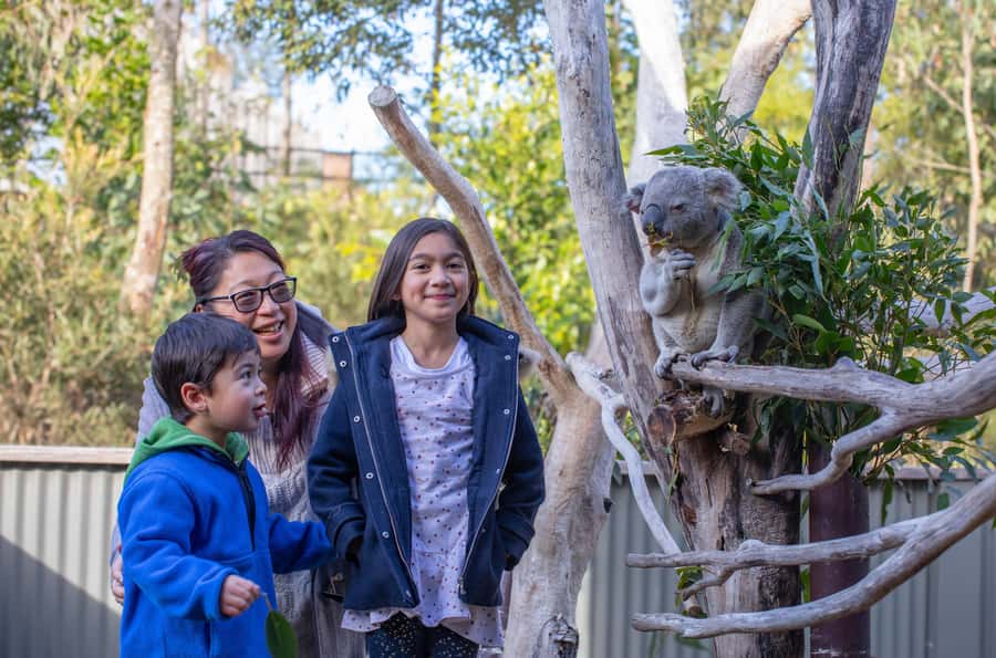 Sydney: Blue Mountains, Scenic World, Zoo & Lincoln's Rock - Why this 10-hour day works
