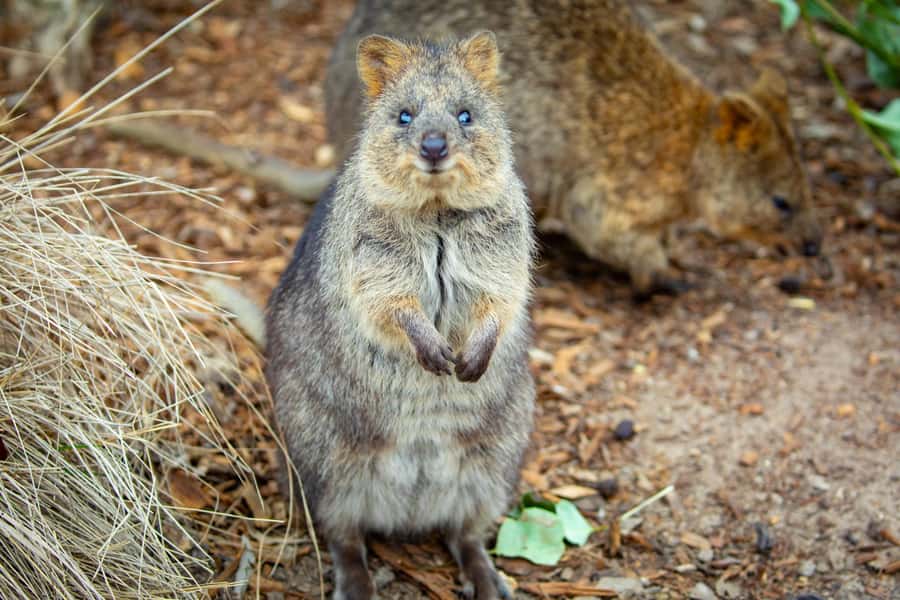 Sydney: Blue Mountains, Scenic World, Zoo & Lincoln's Rock - Katoomba lunch and a useful pause