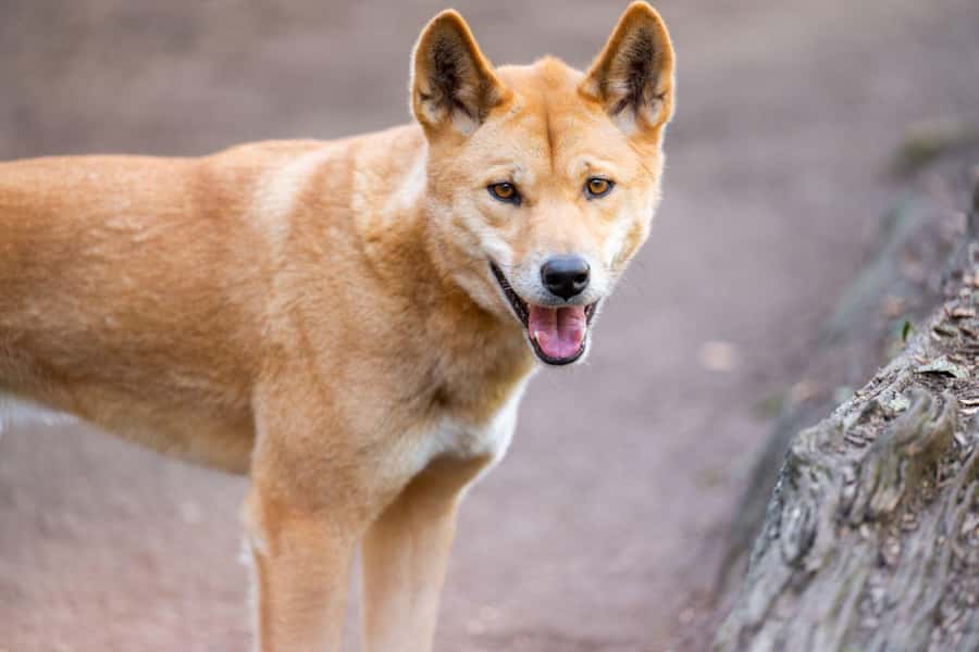 Sydney: Featherdale Wildlife Park Private Tour - Sydney pickup and the four-hour time frame