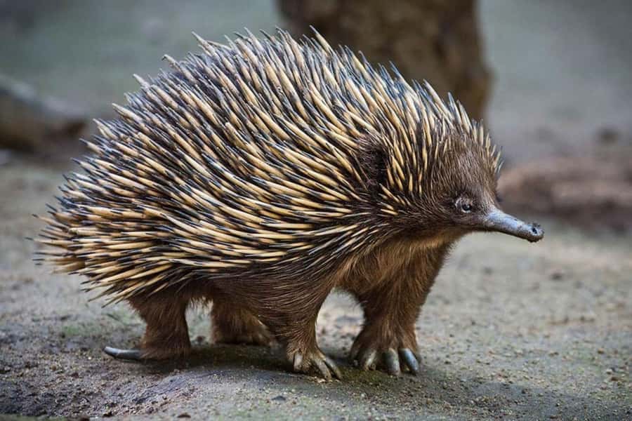 Sydney: Featherdale Wildlife Park Private Tour - What the $211 price buys you