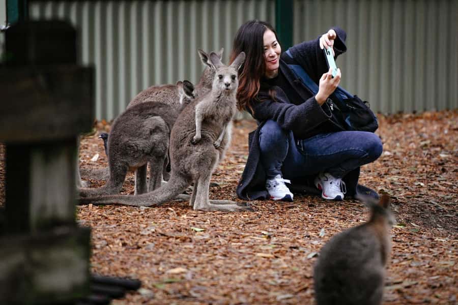 Sydney: Featherdale Wildlife Park Private Tour - Making the most of your two hours