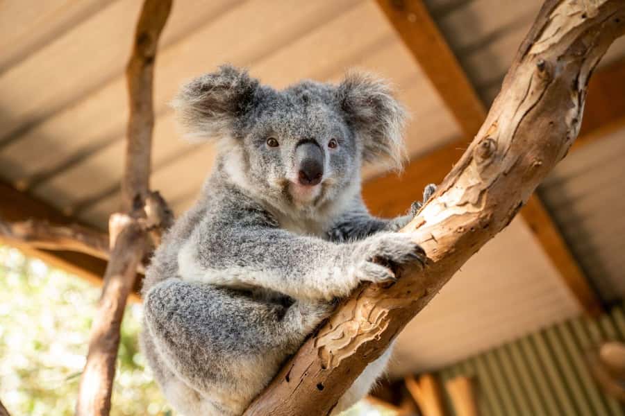 Sydney: Featherdale Wildlife Park Private Tour - Should you book Featherdale with private transport?